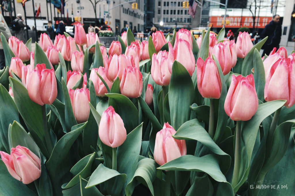 Tulipanes. Escala en Nueva York
