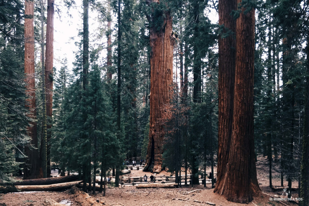 Sequoias. costa oeste de estados unidos