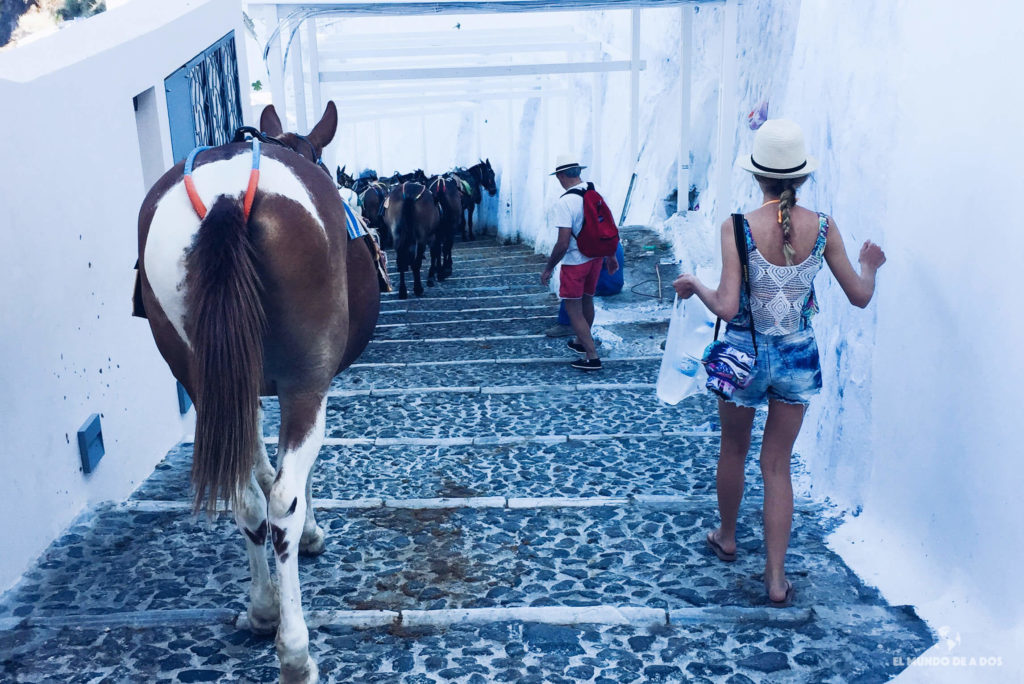 Bajando al puerto de Fira rodeados de burros. Caldera de Santorini