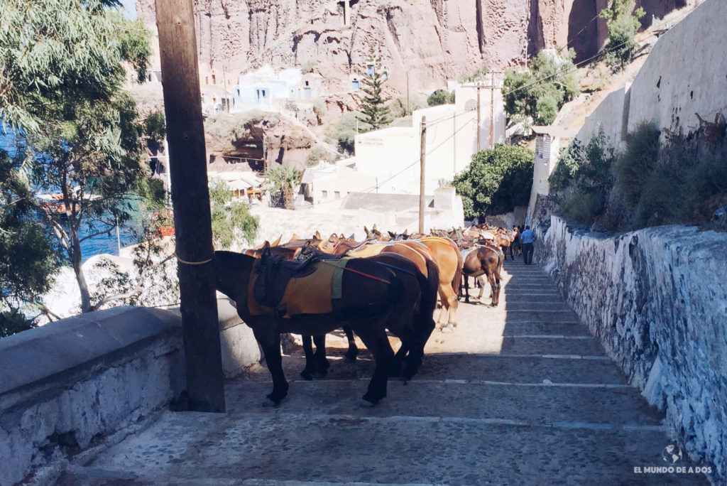 Burros en la bajada al puerto de Fira. Caldera de Santorini