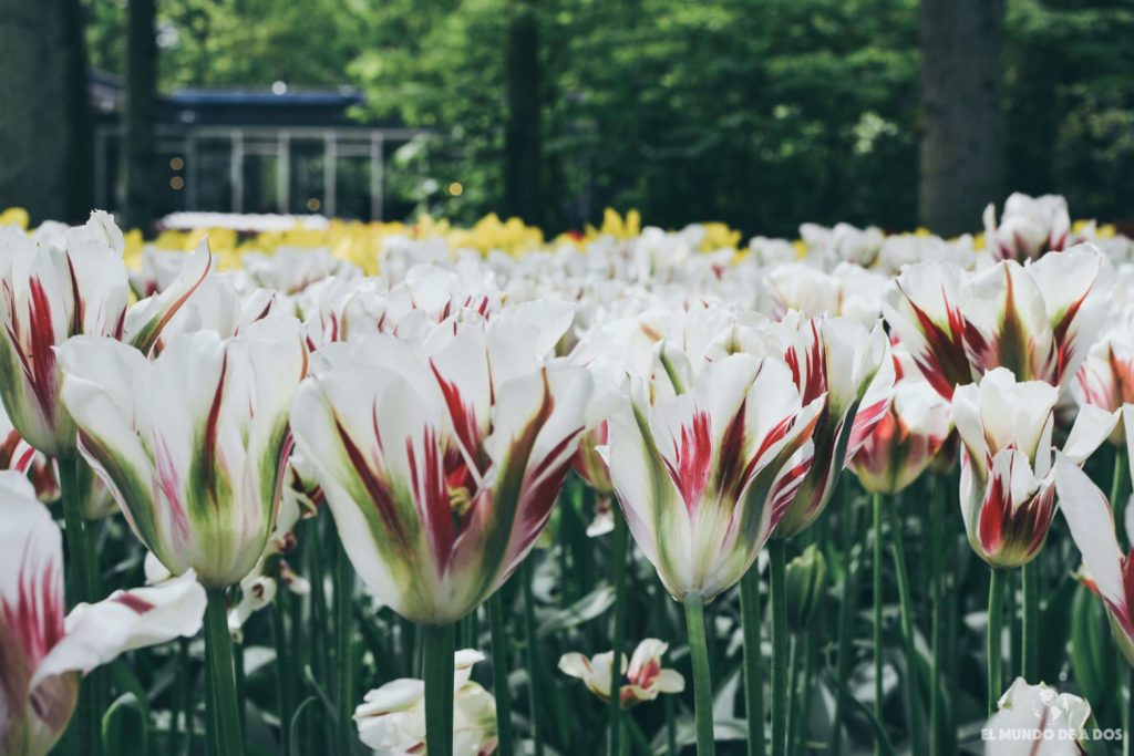 Tulipanes en el. Parque Keukenhof