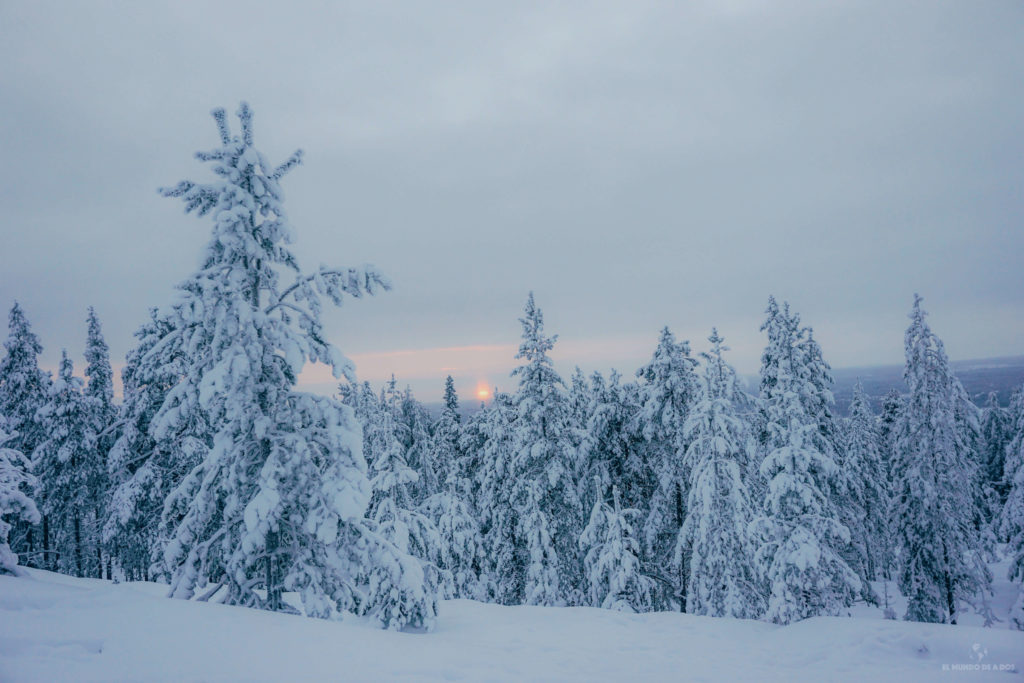 Bosque helado. Que ver en Laponia en invierno.
