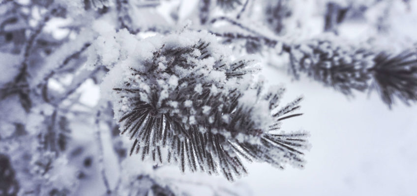 Portada pino congelado. Que ver en Laponia en invierno