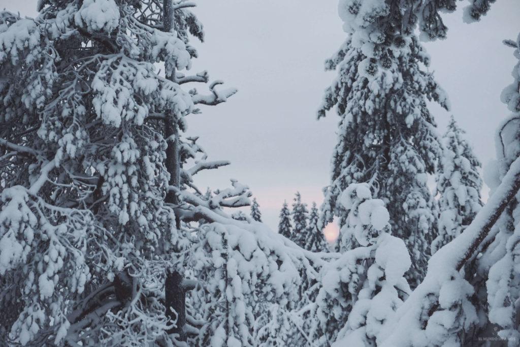 Amanecer nevado. Viajar a Laponia en invierno