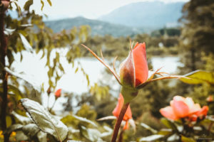 Rosas de Bellevue - Mejores casas de té en Bariloche