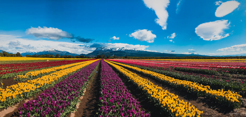 Panorámica de los campos de tulipanes en Trevelin