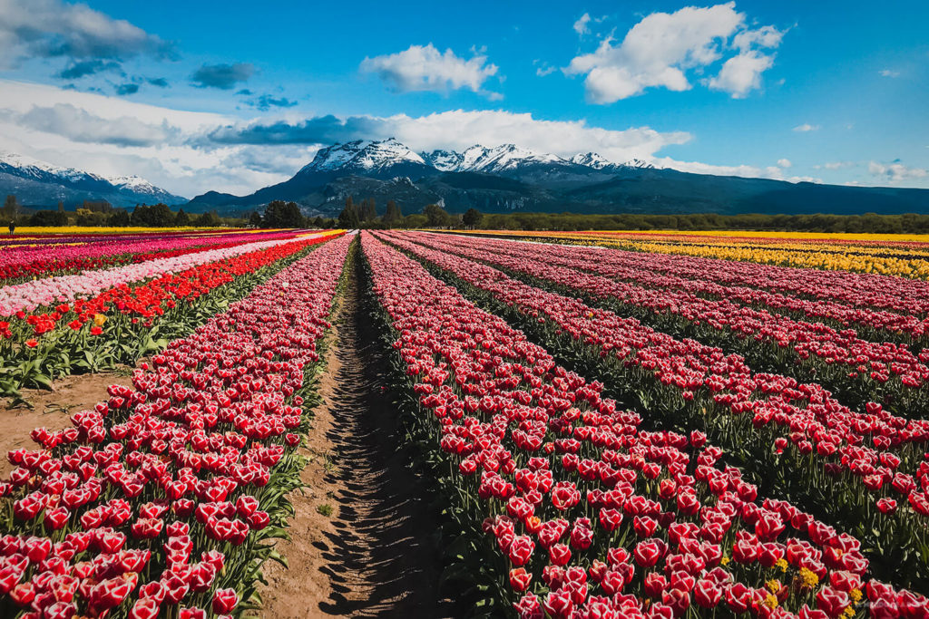 La mejor postal de los campos de tulipanes en Trevelin