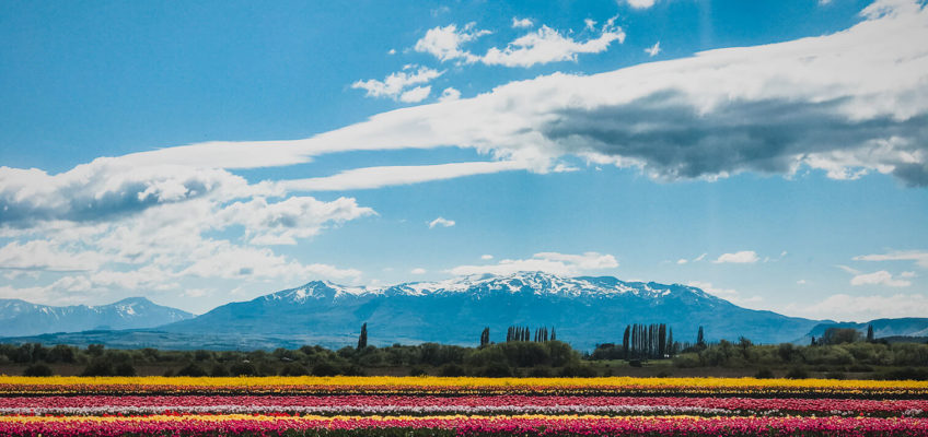 Campos de tulipanes con las montañas de fondo