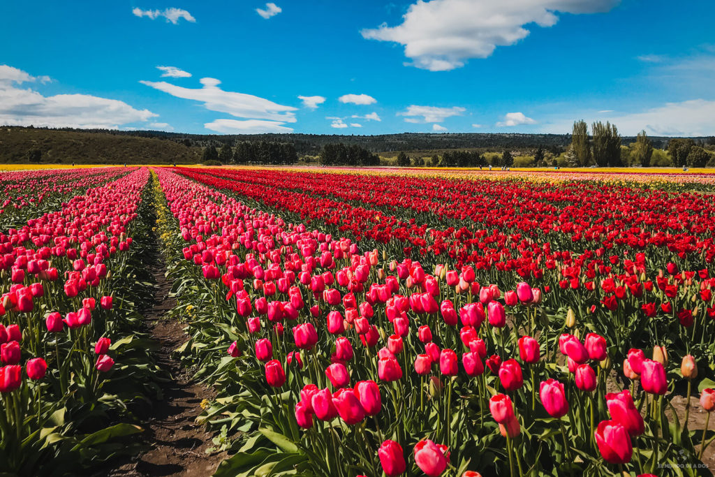 Miles de tulipanes de todos los colores. Campos de tulipanes en Trevelin